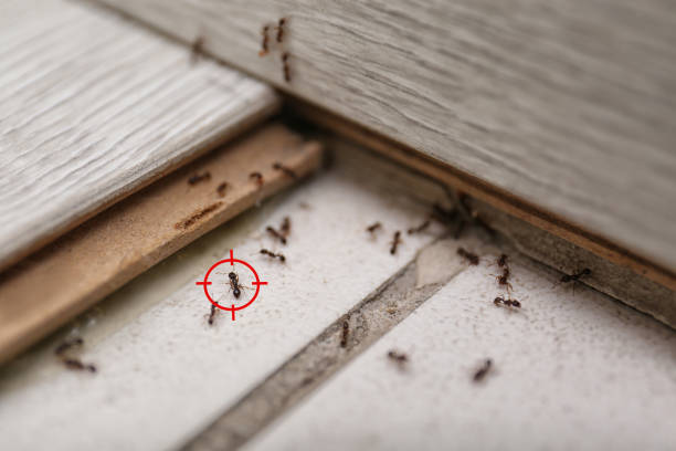 Best Cockroach Control Services  in Dubois, PA
